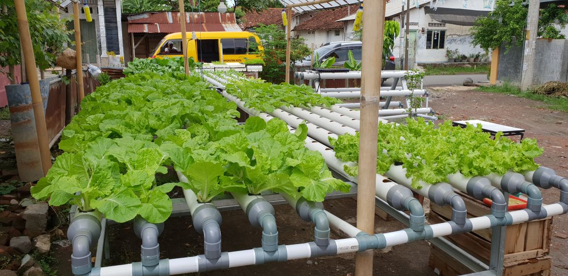 Kebun Hidroponik Kartini
