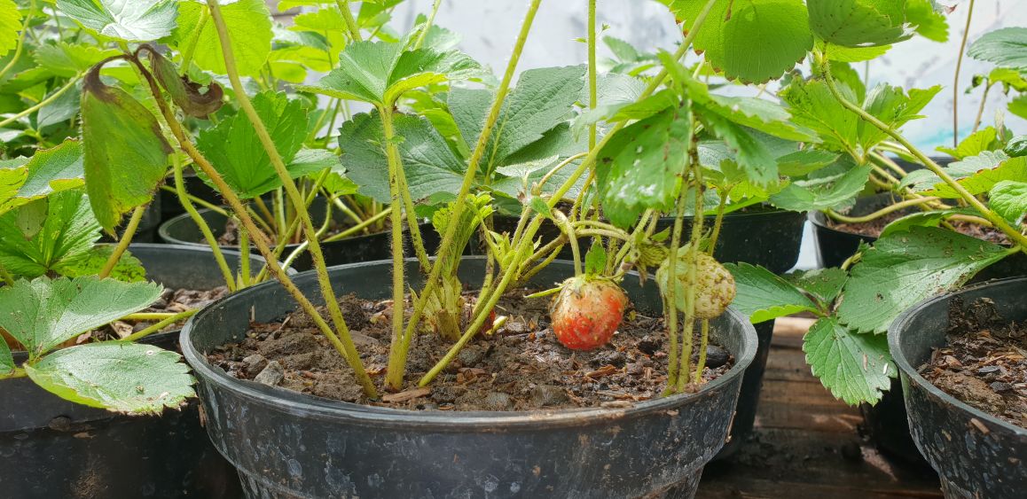 Kebun Hidroponik Kartini