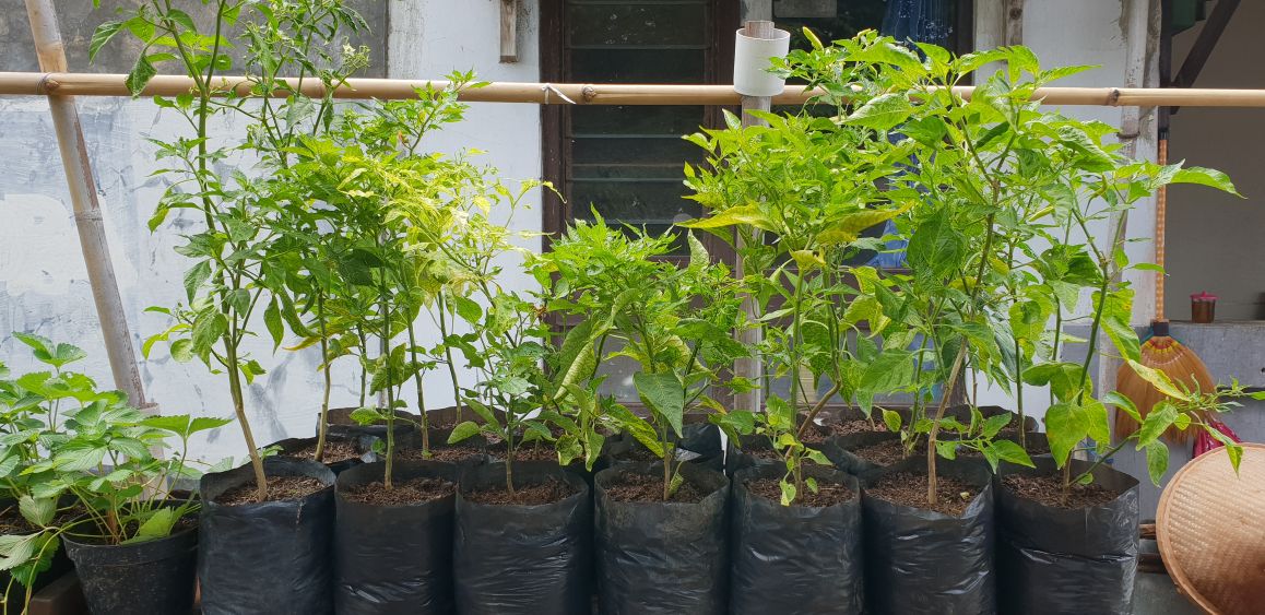 Kebun Hidroponik Kartini