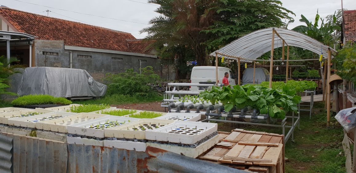Kebun Hidroponik Kartini