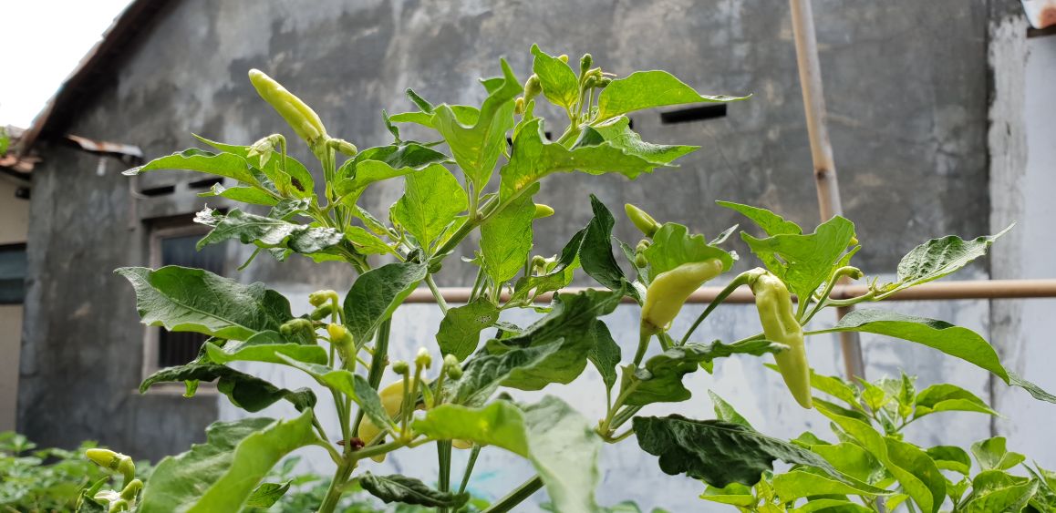 Kebun Hidroponik Kartini