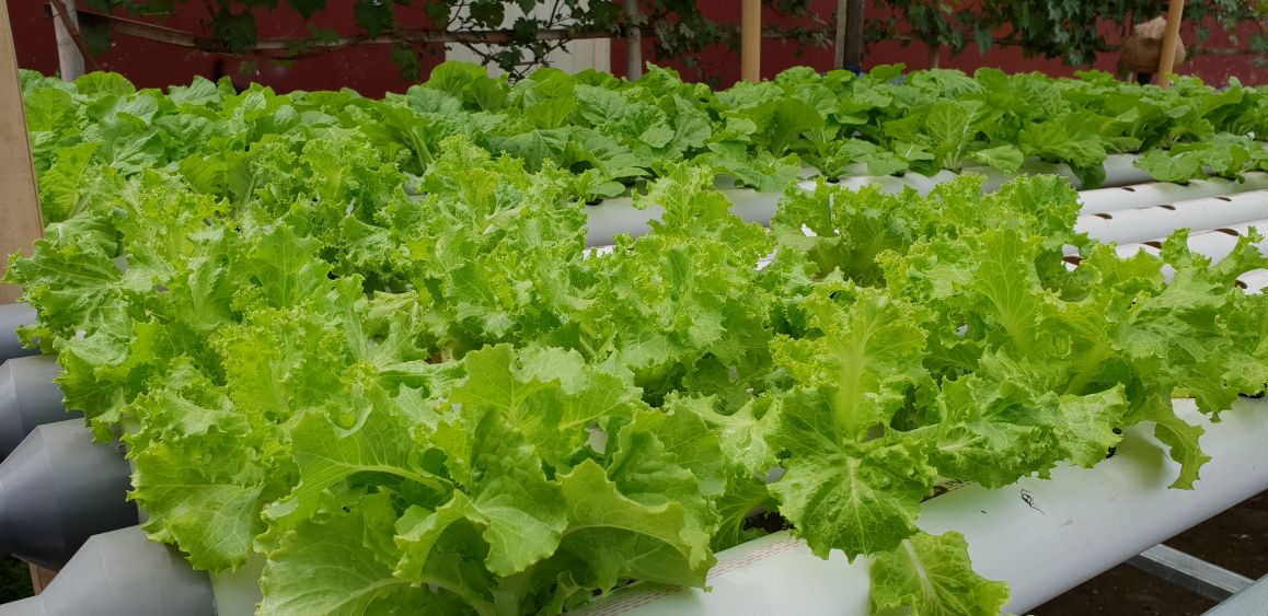 Kebun Hidroponik Kartini