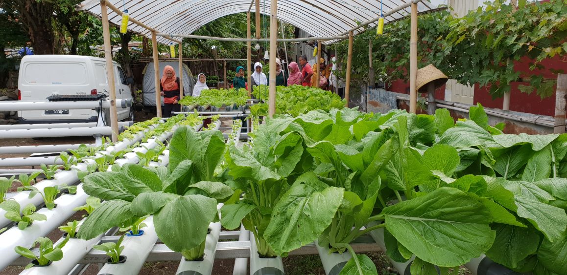 Kebun Hidroponik Kartini
