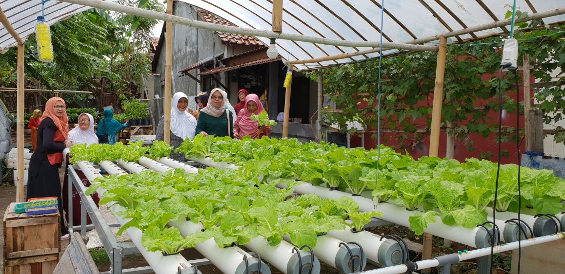Kebun Hidroponik Kartini